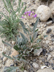 Abronia nealleyi