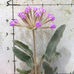 Abronia nealleyi
