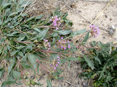 Abronia nealleyi