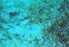 Epinephelus striatus