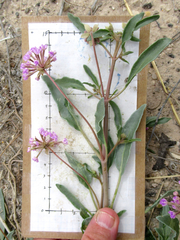 Abronia nealleyi
