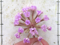 Abronia nealleyi