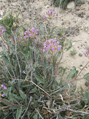Abronia nealleyi