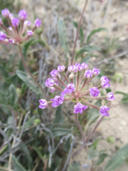 Abronia nealleyi