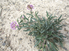 Abronia nealleyi