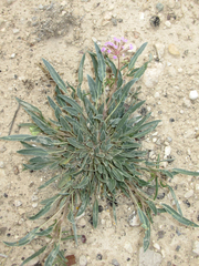 Abronia nealleyi