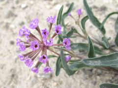 Abronia nealleyi
