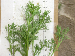 Ammoselinum popei