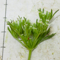 Ammoselinum popei