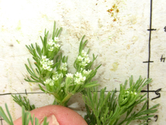 Ammoselinum popei