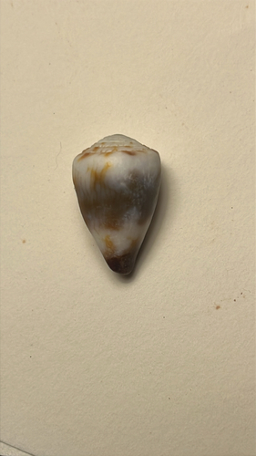 Conus miles observed 2025-11-30