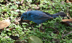 Cyanoloxia glaucocaerulea