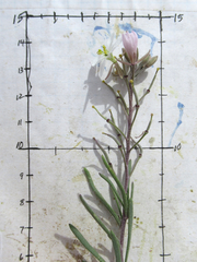 Nerisyrenia linearifolia