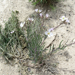 Nerisyrenia linearifolia
