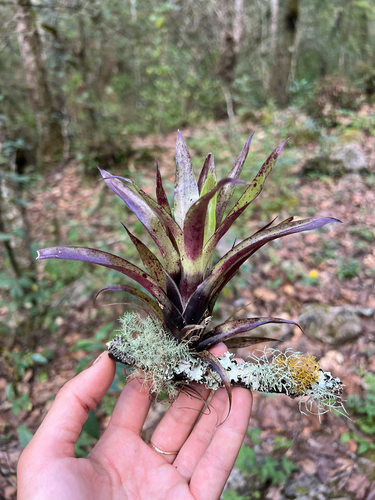 Tillandsia leiboldiana, photograph 1