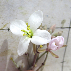 Nerisyrenia linearifolia