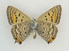 Tharsalea arota schellbachi