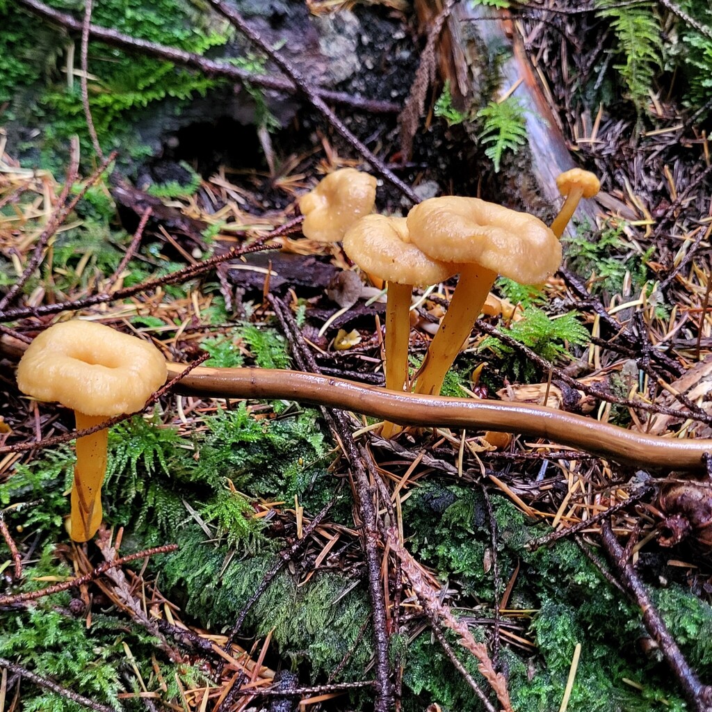 Craterellus tubaeformis · November 2025 · photo: © hylaeus (iNaturalist, cc-by)