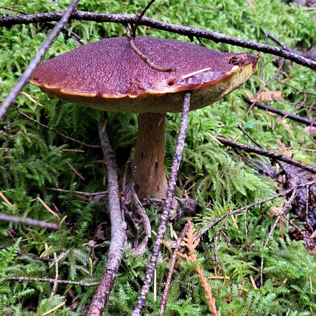 Aureoboletus mirabilis · November 2025 · photo: © hylaeus (iNaturalist, cc-by)