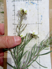 Nerisyrenia linearifolia