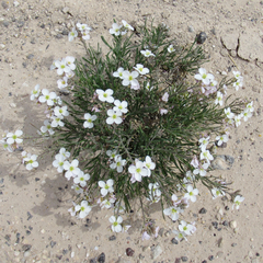 Nerisyrenia linearifolia