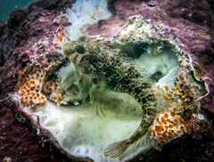 Tasselled Blenny photo 2
