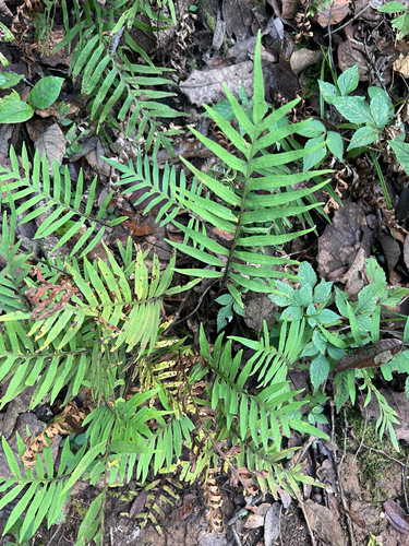 Phlebodium pseudoaureum, photograph 3
