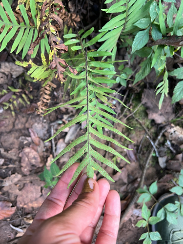 Phlebodium pseudoaureum, photograph 4