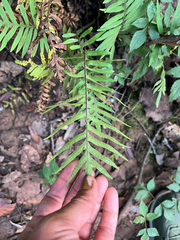 Phlebodium pseudoaureum, photograph author not stated, no rights reserved