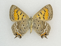 Tharsalea arota schellbachi