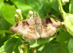 Arteurotia tractipennis tractipennis
