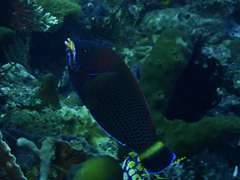 Pseudodax moluccanus