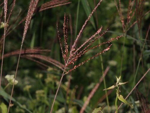 Microstegium fasciculatum observed 2025-11-27