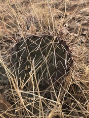 Opuntia tortispina