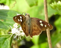 Polygonus leo arizonensis