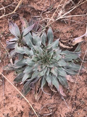 Oenothera rhombipetala