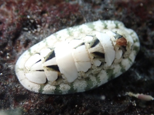 Stenoplax petaloides, 2025-11-07