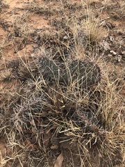 Opuntia tortispina