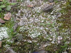 Cladonia foliacea