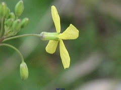 Diplotaxis catholica