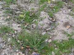 Diplotaxis catholica