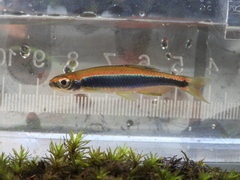 Apalachee Shiner photo 4