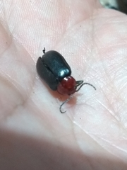 Cacoscelis nigripennis