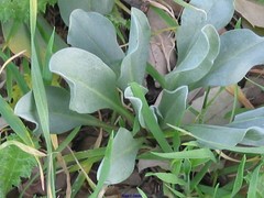 Cynoglossum cheirifolium