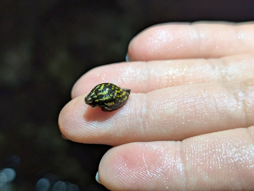 Mitra maculosa, 2025-11-30