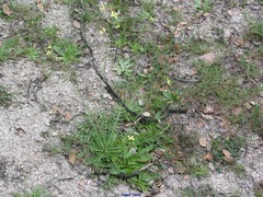 Diplotaxis catholica