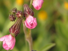Silene colorata