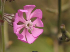 Silene colorata