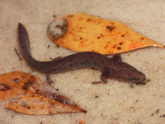 Apalachicola Waterdog photo 2