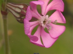 Silene colorata